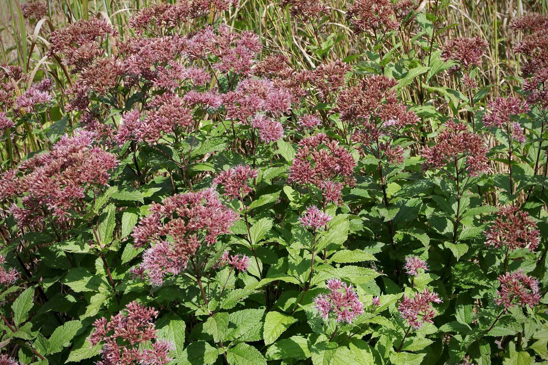 Photo of Dwarf Joe-Pye Weed